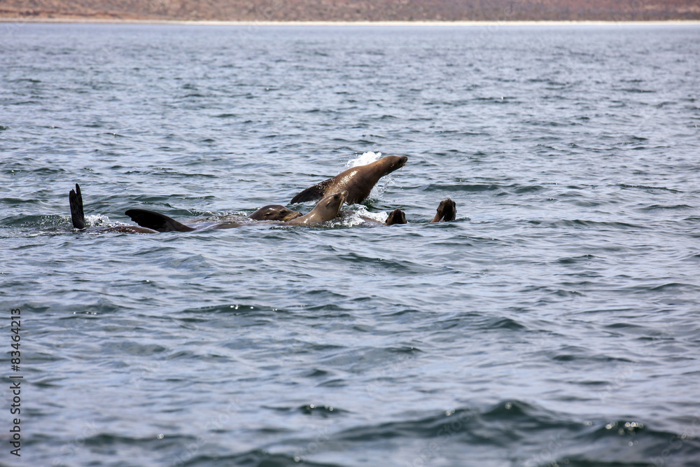 Fototapeta premium Leones marinos en Bahía de los Ángeles - Baja California