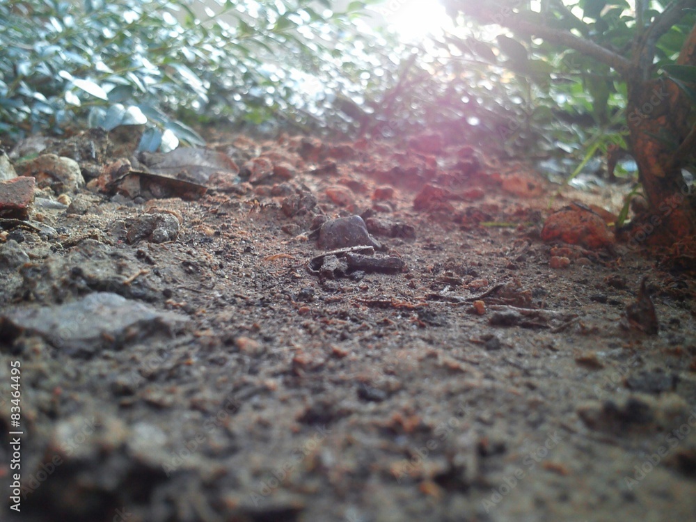 Obraz premium Ant view under the bush