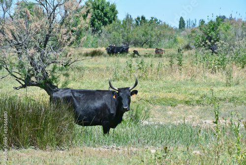 vache camarguaise photo