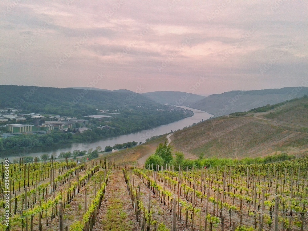 Fototapeta premium Weinberg mit Blick auf die Mosel