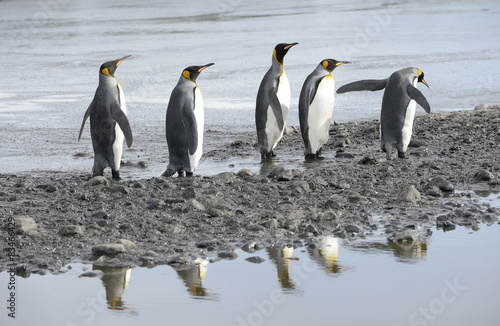 King Penguins - South Georgia