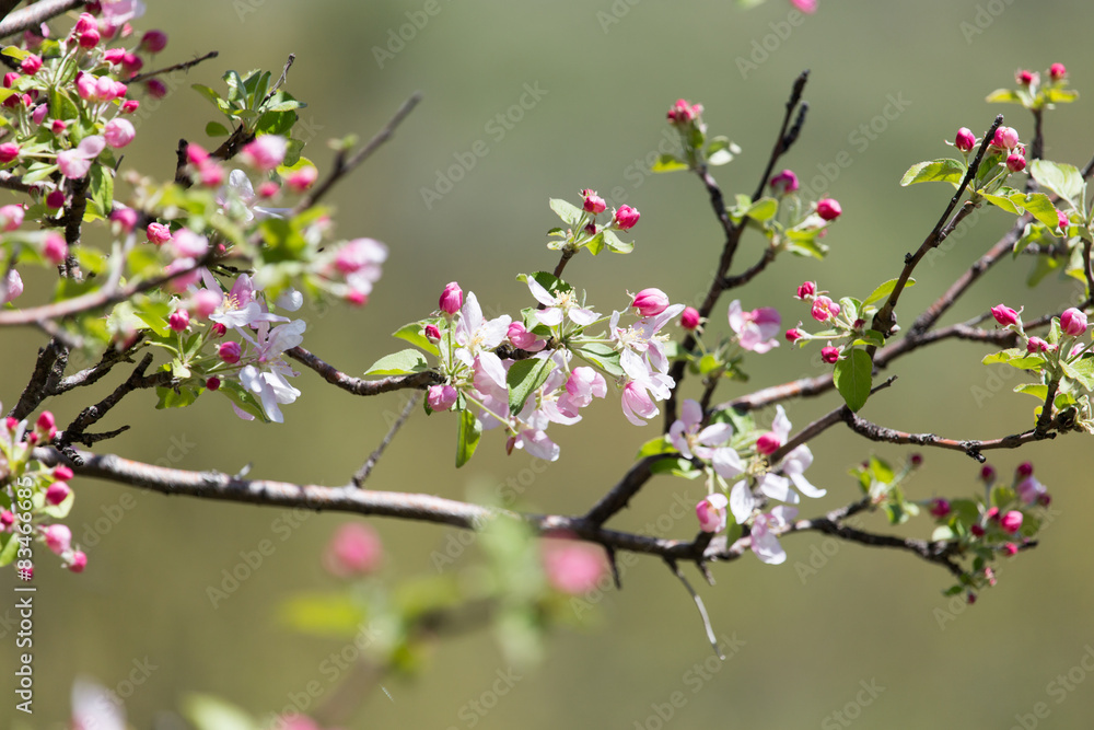 beautiful flowers on the branches of apple trees beautiful flowers on the branches of apple trees
