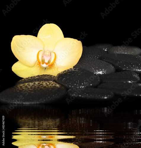 Flower orchid and stones. Spa concept.
