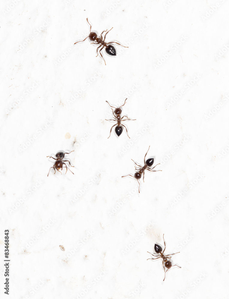 ants on a white wall ants on a white wall