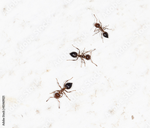 ants on a white wall © schankz