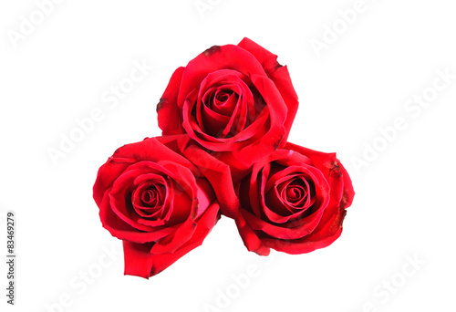 beautiful red rose isolated on white background