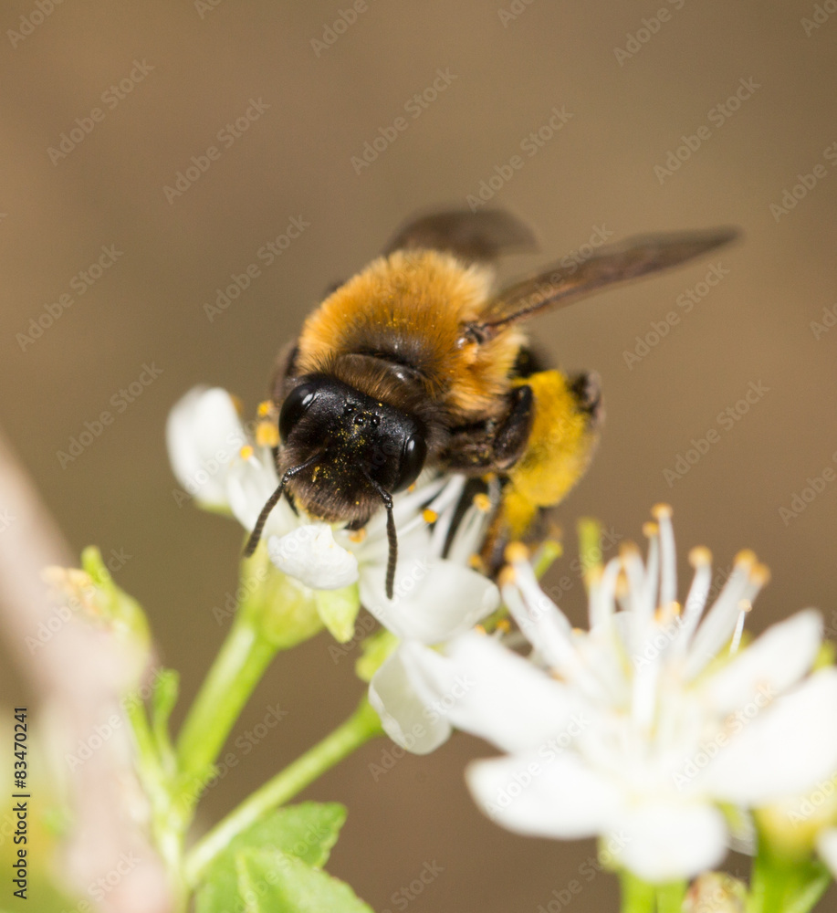 bee on a white flower in nature. close-up bee on a white flower in nature. close-up