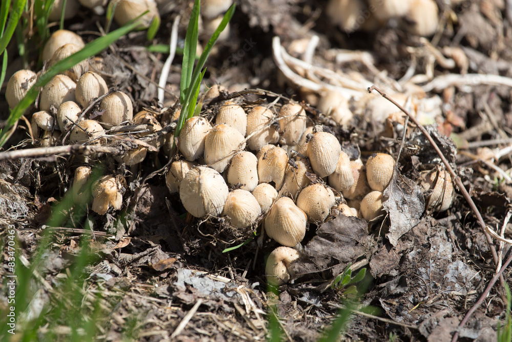 toadstool mushrooms nature spring
