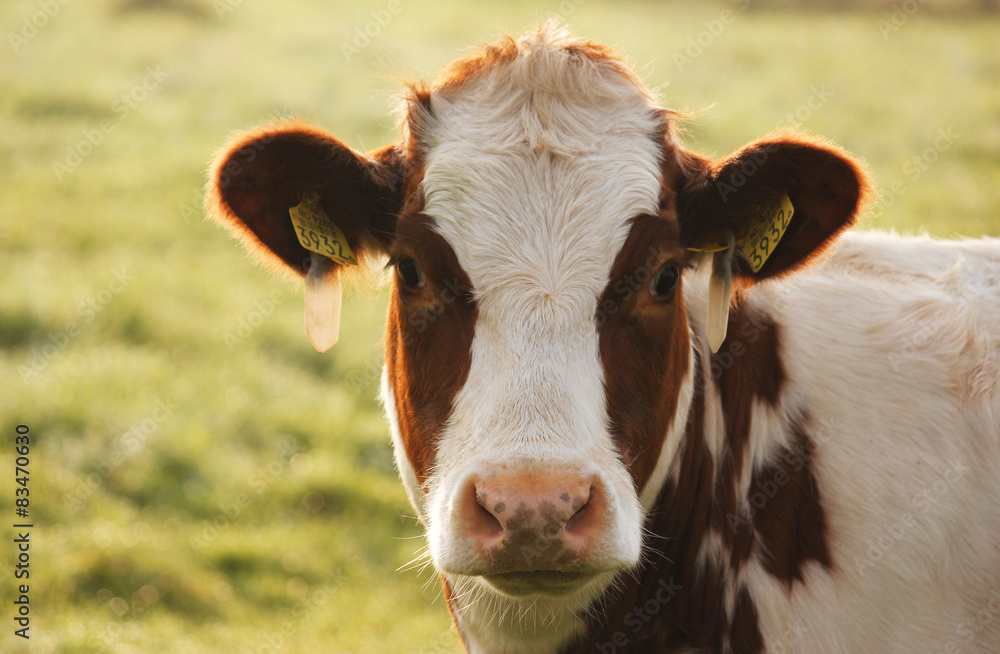 Cow 3932 Cow 3932