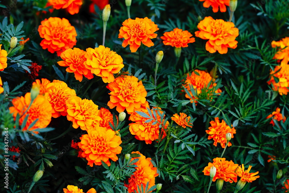 Flowers Flowers