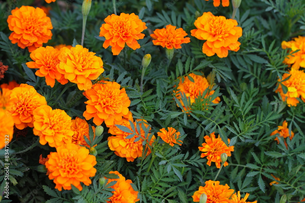Flowers Flowers