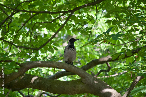 Nebelkraehe - corvus (corone) cornix - auf Ast sitzend