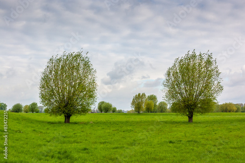Wallpaper Mural 9844 Landschaft - Rheinwiesen Torontodigital.ca