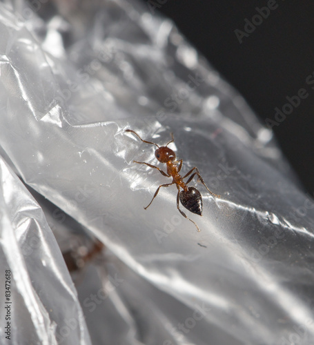 ant on cellophane photo