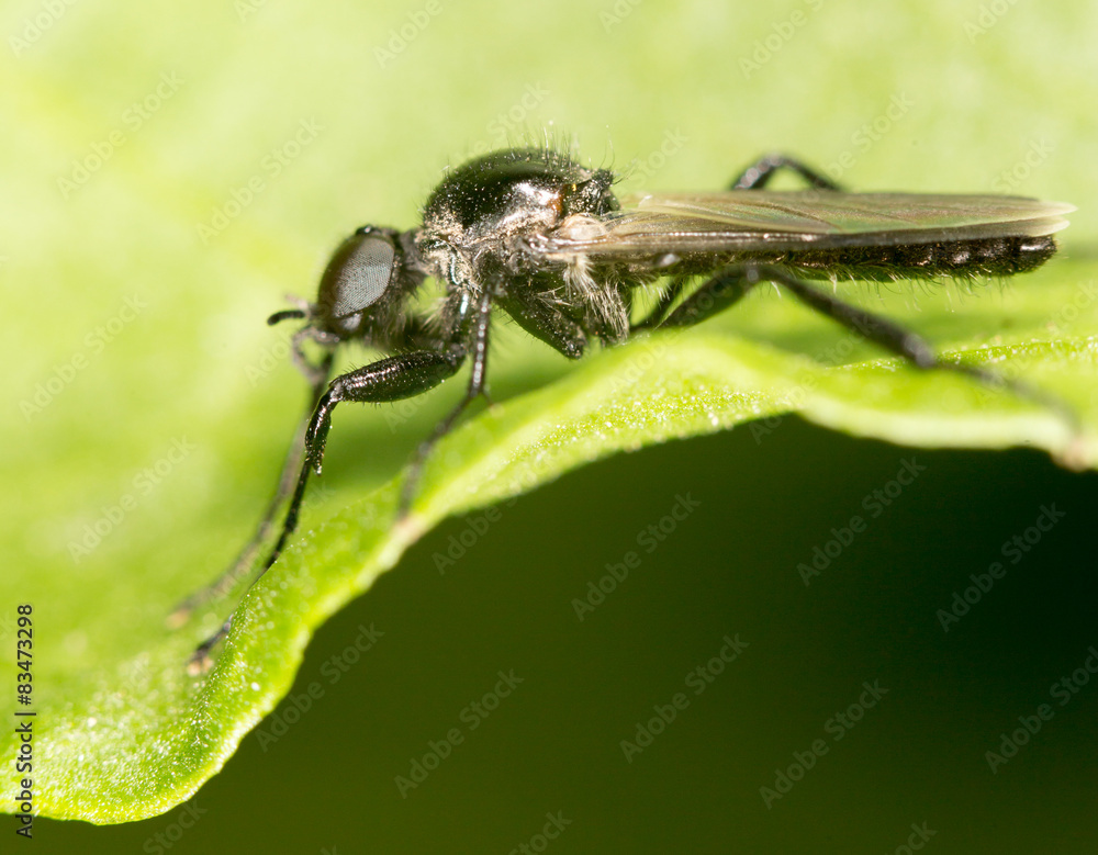 Fototapeta premium black fly on a green leaf. close-up