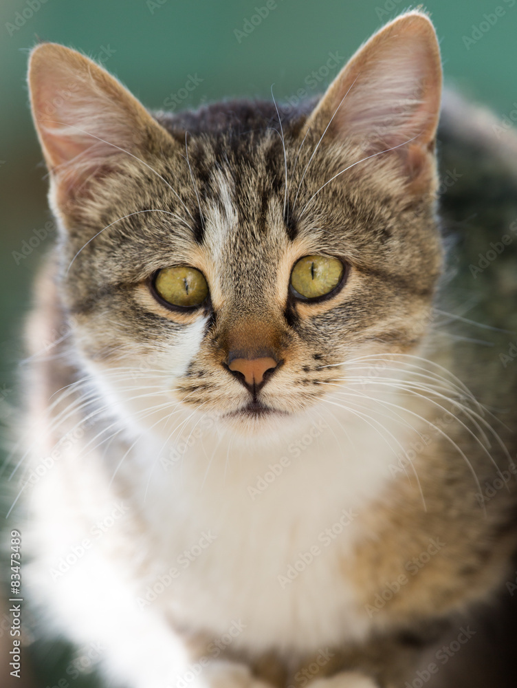 Fototapeta premium portrait of a cat