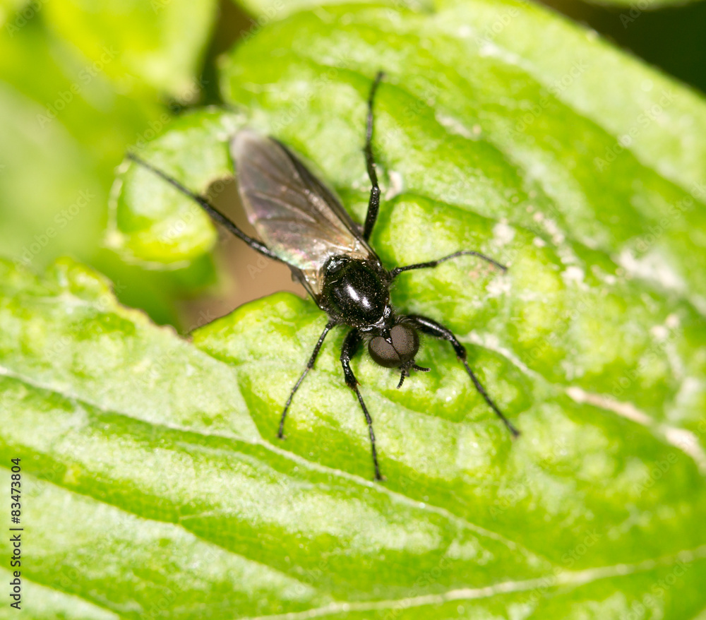 black fly on a green leaf. close-up
