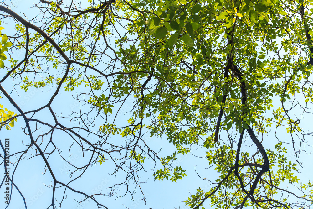 Fototapeta premium Tree branches
