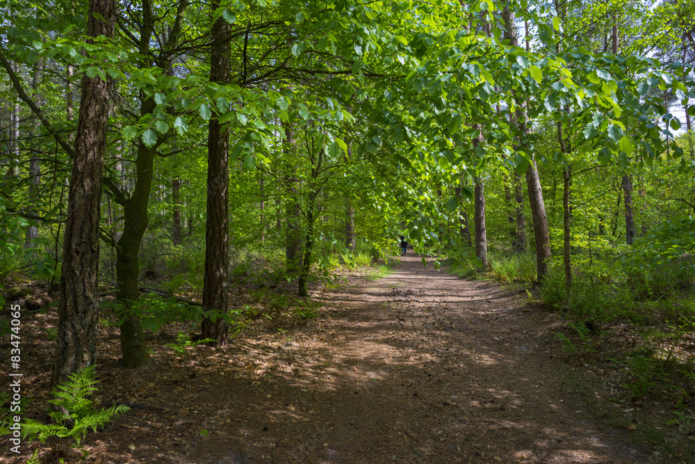 Foliage of a beech forest in sunlight in spring Foliage of a beech forest in sunlight in spring