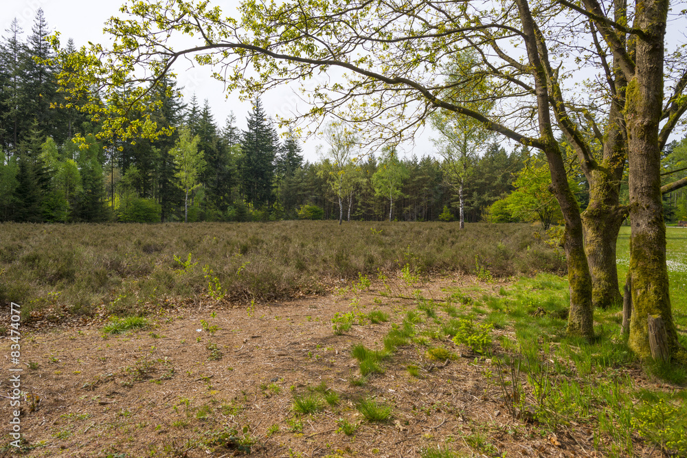 Obraz premium Footpath through a sunny pine forest in spring