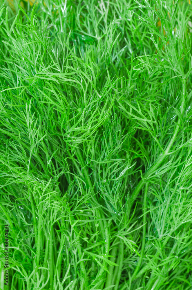 dill herb closeup dill herb closeup