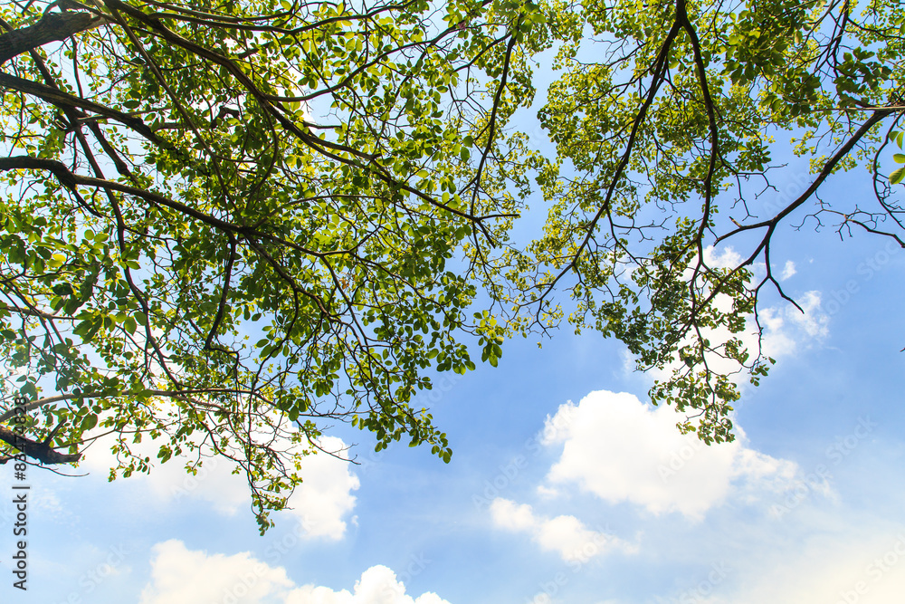 Obraz premium Tree branches