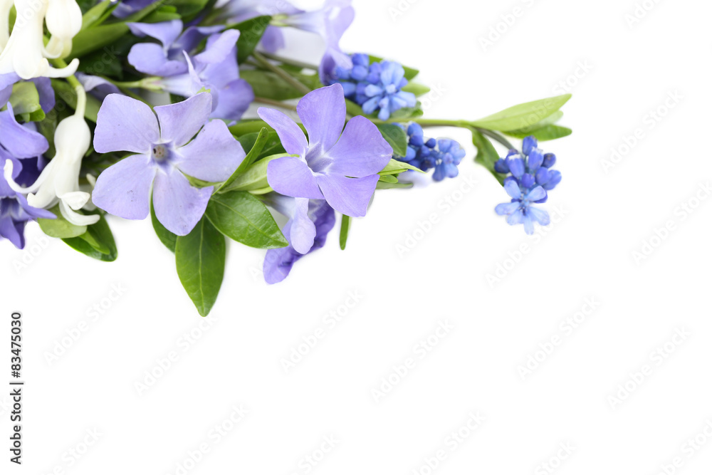 Purple periwinkle isolated on white Purple periwinkle isolated on white