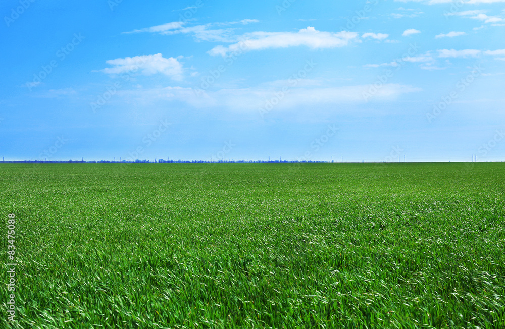 Fototapeta premium Green spring field
