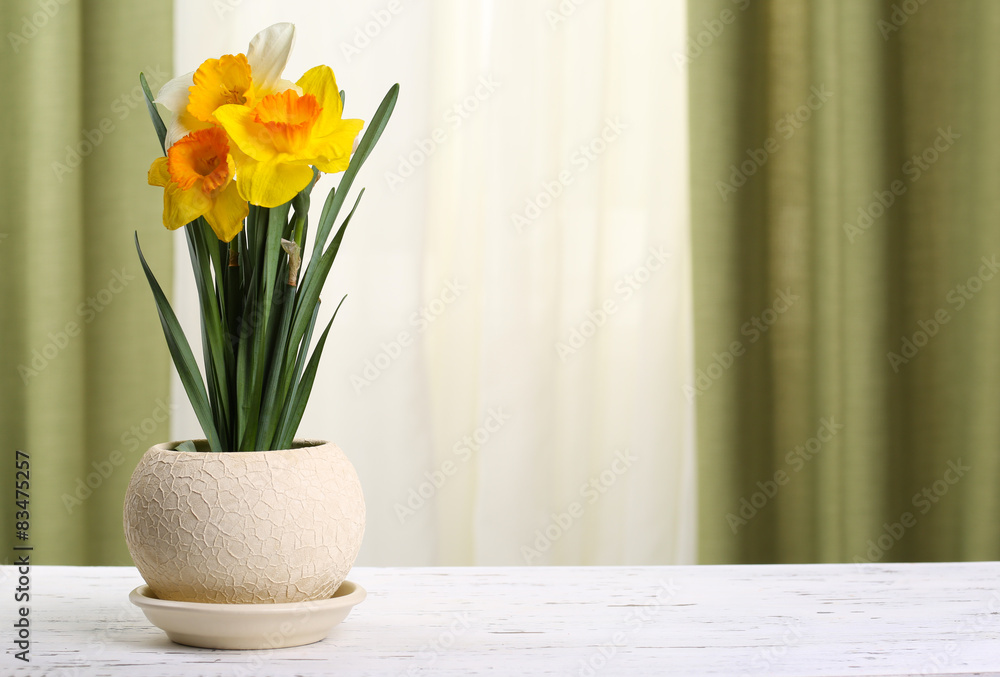 Beautiful daffodils in pot on fabric background Beautiful daffodils in pot on fabric background