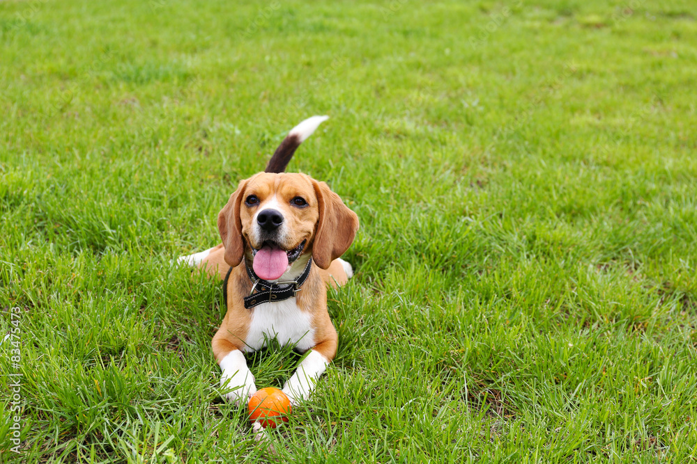 Funny cute dog in park