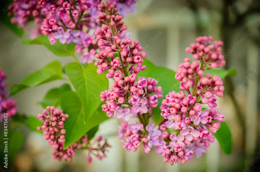Beautiful purple lilac flowers outdoors Beautiful purple lilac flowers outdoors