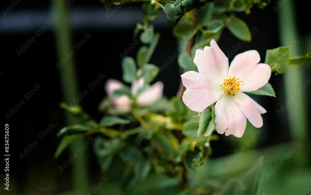 Flowers of wild rose