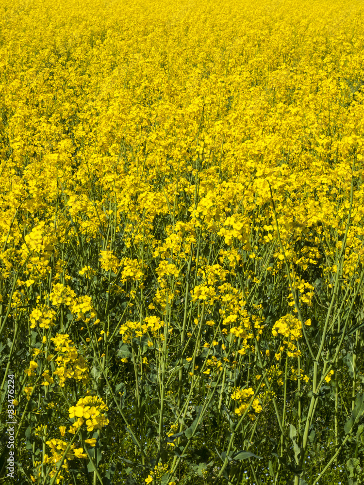 Flourishing Field Of Yellow Rape Flourishing Field Of Yellow Rape