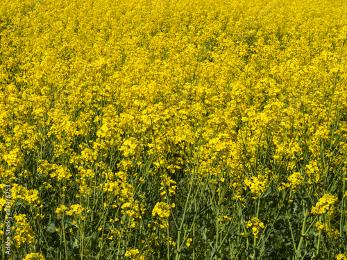 Flourishing Field Of Yellow Rape