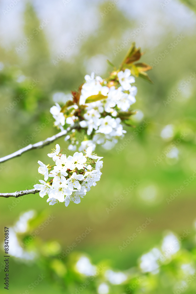 Spring blossom