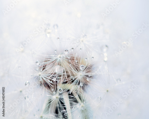 Makro von einer Pusteblume mit Tau Tropfen