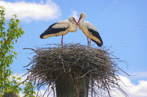 Couple of storks in the nest 