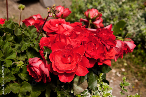 Fototapeta Naklejka Na Ścianę i Meble -  Blüten einer Geranienpflanze im Garten