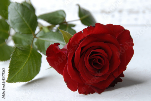 rode roos staat voor liefde photo