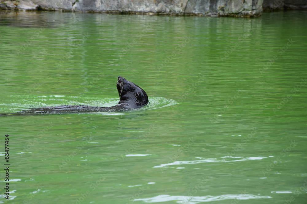 Naklejka premium Foka