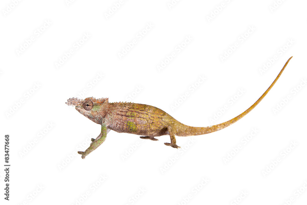 Boehme's chameleon, kinyongia boehmei, on white Boehme's chameleon, kinyongia boehmei, on white