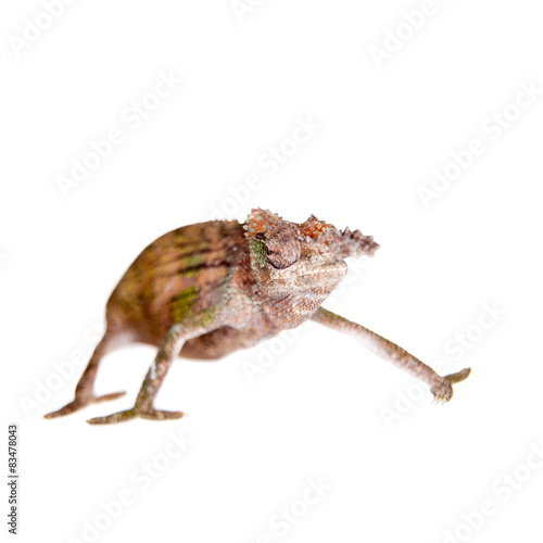 Boehme's chameleon, kinyongia boehmei, on white photo