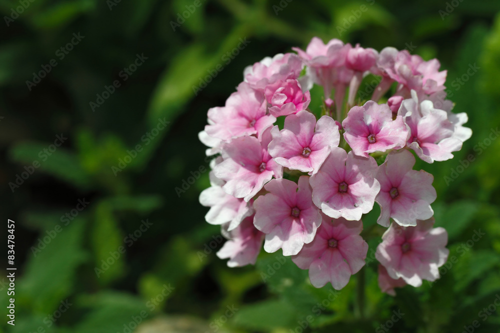 Flower Flower