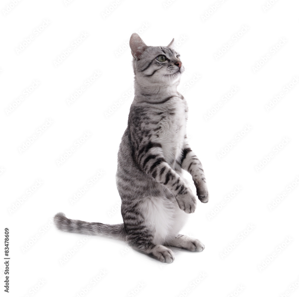 Beautiful cat isolated on white Beautiful cat isolated on white