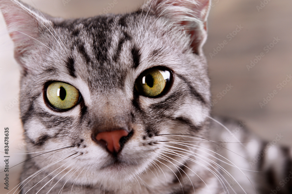 Beautiful cat on wooden background Beautiful cat on wooden background