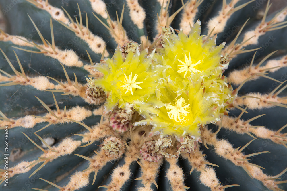 Yellow cactus flower macro closeup with sharp needles. Yellow cactus flower macro closeup with sharp needles.