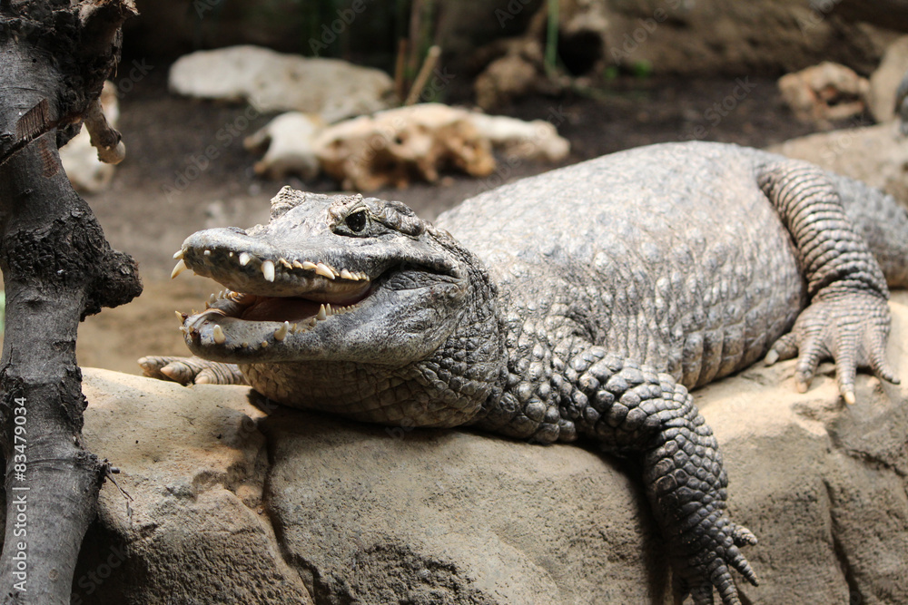 Obraz premium Crocodile, Alligator