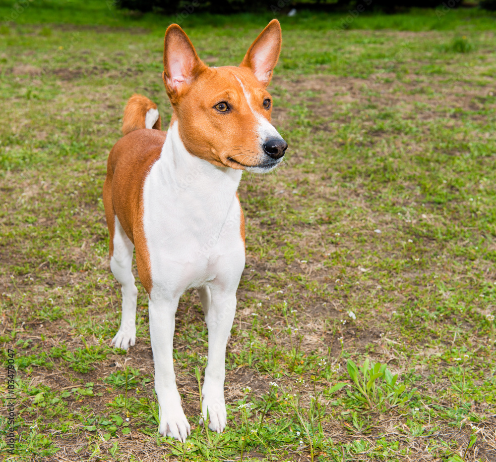 Basenji profile Is on the grass in the park. Basenji profile Is on the grass in the park.