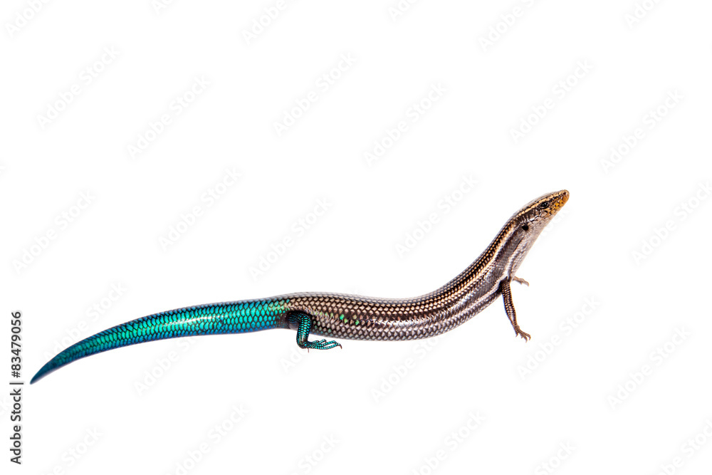 Gran Canaria skink, Chalcides sexlineatus, on white Gran Canaria skink, Chalcides sexlineatus, on white
