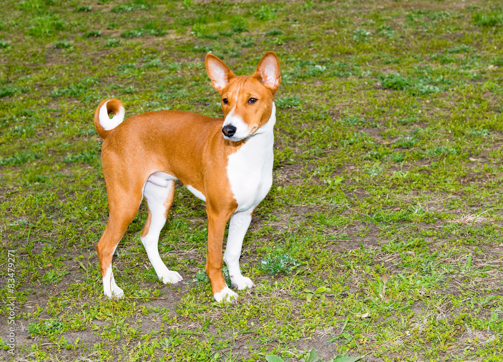 Basenji stands in the park. Basenji stands in the park.